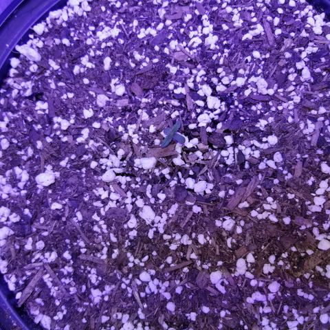 Strawberry fusion synergy automatics  growlog photo