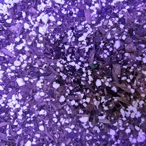 Auto Greengo bio haze Kera seeds growlog photo