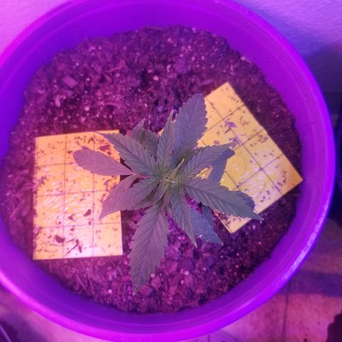 Amnesia Haze Auto  growlog timeline photo