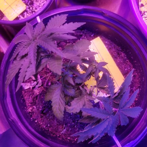 STRAWBERRY FIELDS   growlog timeline photo