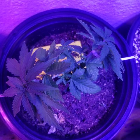 STRAWBERRY FIELDS   growlog timeline photo