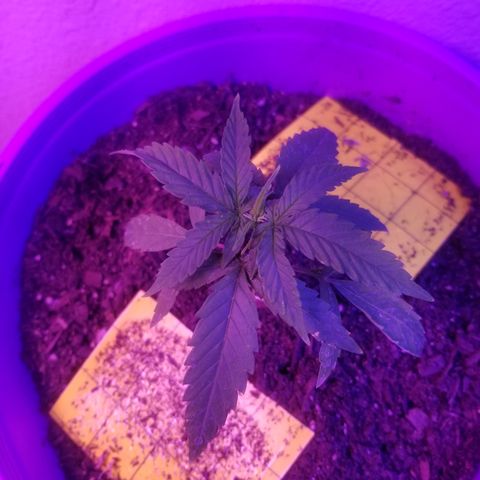 Amnesia Haze Auto  growlog timeline photo