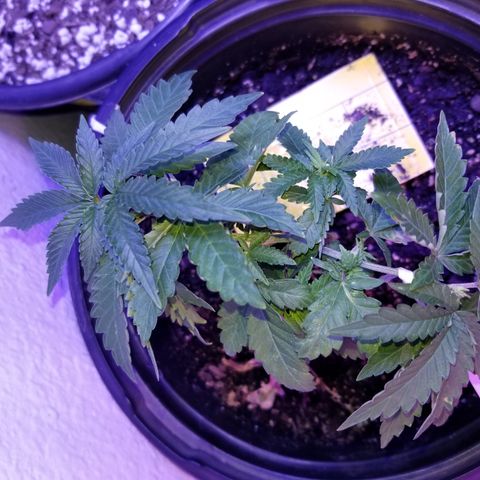 STRAWBERRY FIELDS   growlog timeline photo
