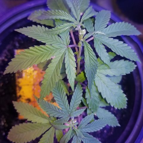 STRAWBERRY FIELDS   growlog timeline photo