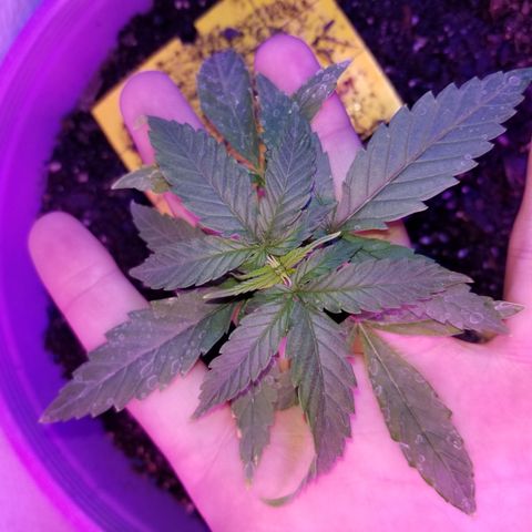 Amnesia Haze Auto  growlog timeline photo