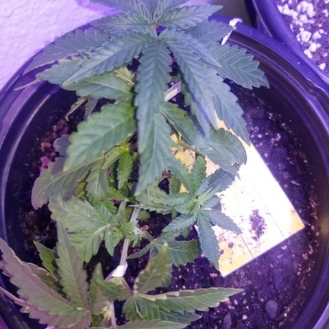 STRAWBERRY FIELDS   growlog timeline photo