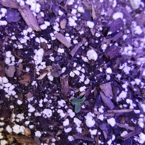 Auto Greengo bio haze Kera seeds growlog photo