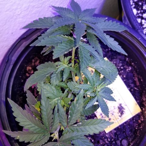 STRAWBERRY FIELDS   growlog photo: The middle is starting to bush out and fill in! 