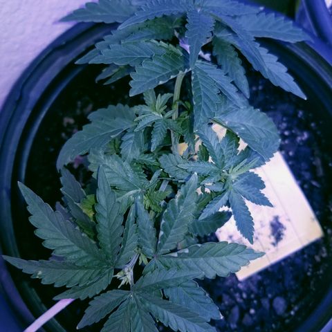 STRAWBERRY FIELDS   growlog photo: The middle is starting to bush out and fill in! 
