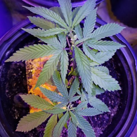 STRAWBERRY FIELDS   growlog photo: The middle is starting to bush out and fill in! 