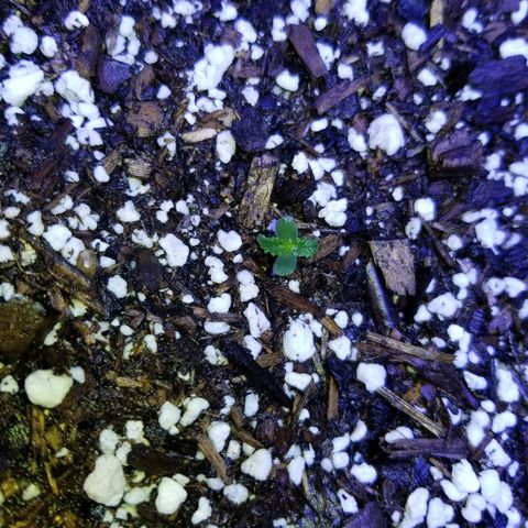 Auto Greengo bio haze Kera seeds growlog timeline photo