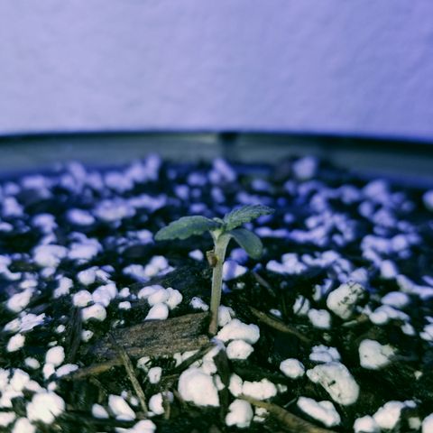 Strawberry fusion synergy automatics  growlog timeline photo