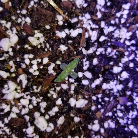 Strawberry fusion synergy automatics  growlog timeline photo