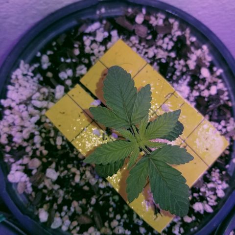 JINX G TEST GROW 2020  growlog timeline photo