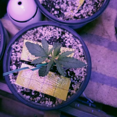 JINX G TEST GROW 2020  growlog timeline photo