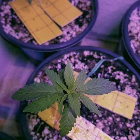 JINX G TEST GROW 2020  growlog timeline photo
