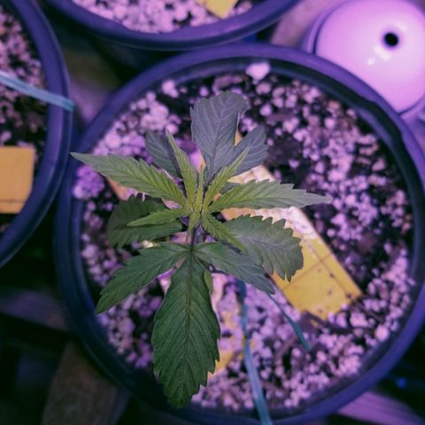 JINX G TEST GROW 2020  growlog timeline photo
