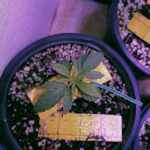 JINX G TEST GROW 2020  growlog timeline photo