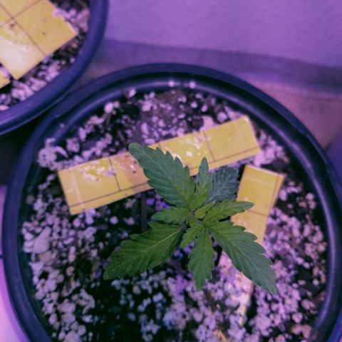 JINX G TEST GROW 2020  growlog timeline photo