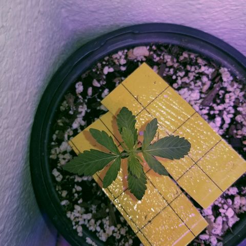 JINX G TEST GROW 2020  growlog timeline photo