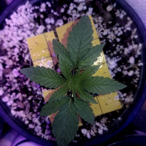 JINX G TEST GROW 2020  growlog photo: a very fast developing strain  can already tell the different Phenos by leaf structure and formation. We be doing a 1 by 1 comparison here soon still kinda too early. 
