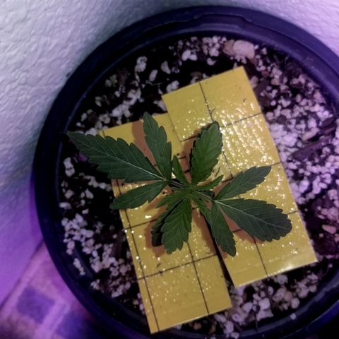JINX G TEST GROW 2020  growlog photo: a very fast developing strain  can already tell the different Phenos by leaf structure and formation. We be doing a 1 by 1 comparison here soon still kinda too early. 