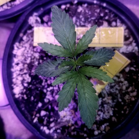 JINX G TEST GROW 2020  growlog photo: a very fast developing strain  can already tell the different Phenos by leaf structure and formation. We be doing a 1 by 1 comparison here soon still kinda too early. 