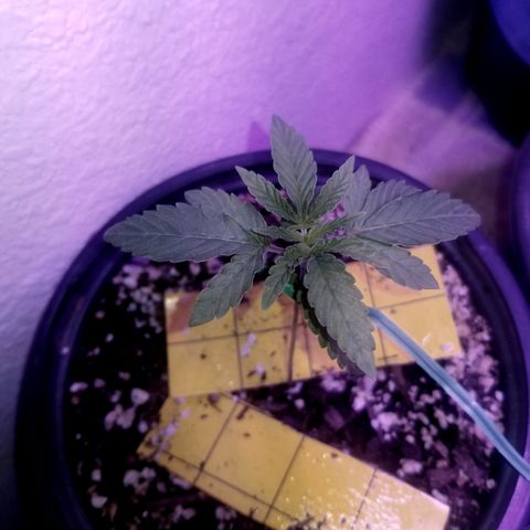 JINX G TEST GROW 2020  growlog photo: a very fast developing strain  can already tell the different Phenos by leaf structure and formation. We be doing a 1 by 1 comparison here soon still kinda too early. 