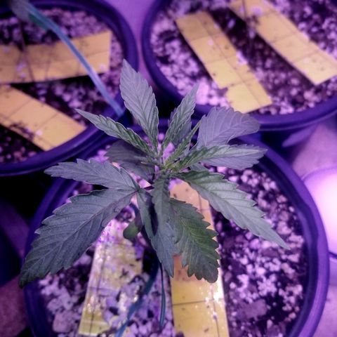 JINX G TEST GROW 2020  growlog photo: a very fast developing strain  can already tell the different Phenos by leaf structure and formation. We be doing a 1 by 1 comparison here soon still kinda too early. 