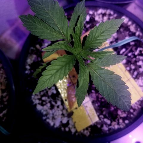 JINX G TEST GROW 2020  growlog photo: a very fast developing strain  can already tell the different Phenos by leaf structure and formation. We be doing a 1 by 1 comparison here soon still kinda too early. 