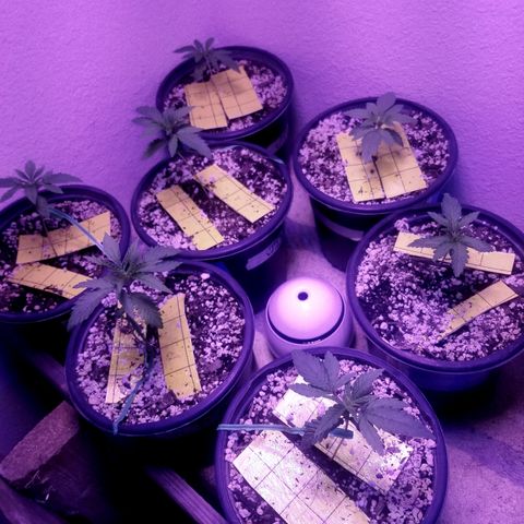 JINX G TEST GROW 2020  growlog photo: a very fast developing strain  can already tell the different Phenos by leaf structure and formation. We be doing a 1 by 1 comparison here soon still kinda too early. 
