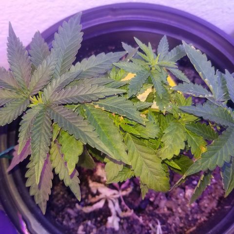 STRAWBERRY FIELDS   growlog photo: Bushes!!! Strawberry bushes!!!!