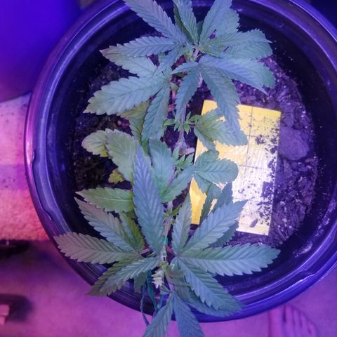 STRAWBERRY FIELDS   growlog photo: Bushes!!! Strawberry bushes!!!!
