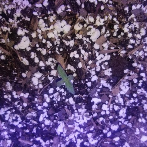 Strawberry fusion synergy automatics  growlog timeline photo