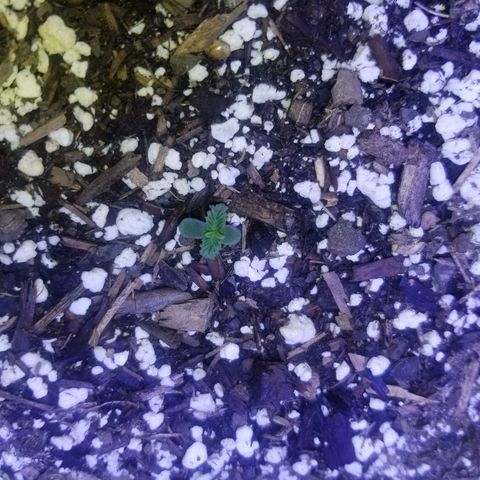 Auto Greengo bio haze Kera seeds growlog timeline photo