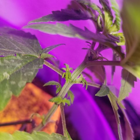 Amnesia Haze Auto  growlog photo: Showing sex on the stunted amnesia haze auto. 