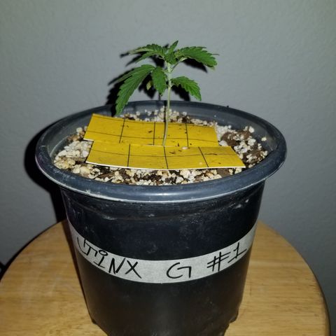 JINX G TEST GROW 2020  growlog photo: 1-3 