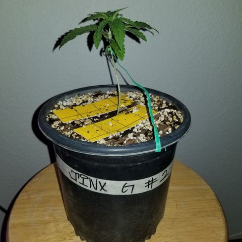 JINX G TEST GROW 2020  growlog photo: 1-3 