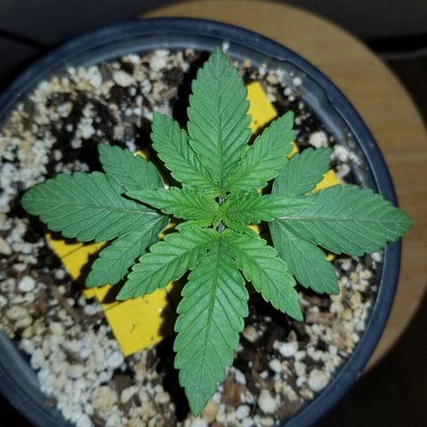 JINX G TEST GROW 2020  growlog photo: 1-3 