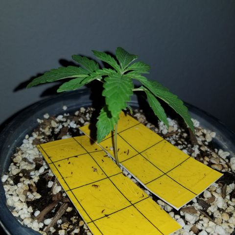 JINX G TEST GROW 2020  growlog photo: 1-3 