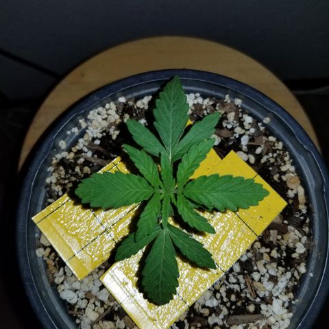 JINX G TEST GROW 2020  growlog photo: 1-3 