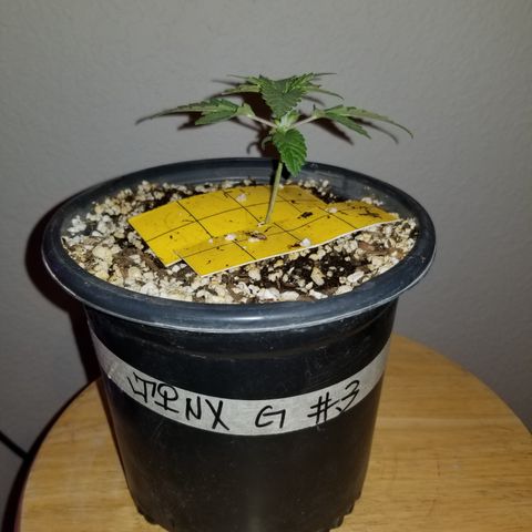 JINX G TEST GROW 2020  growlog photo: 1-3 