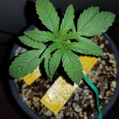 JINX G TEST GROW 2020  growlog photo: 1-3 