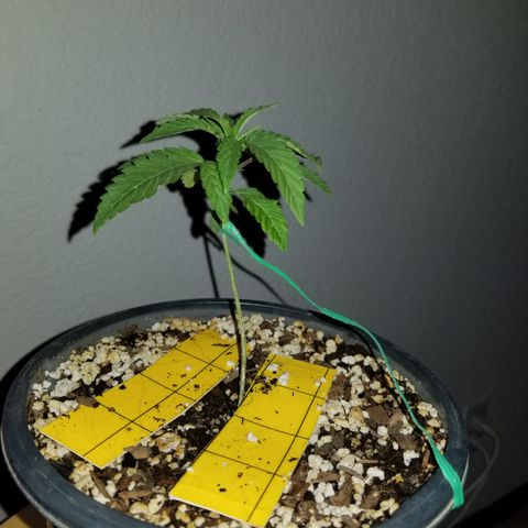 JINX G TEST GROW 2020  growlog photo: 1-3 
