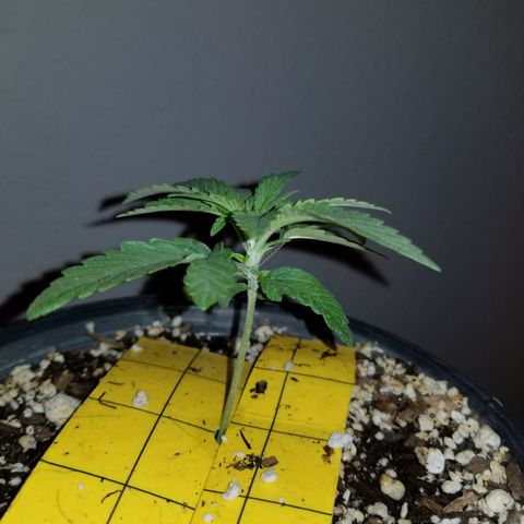 JINX G TEST GROW 2020  growlog photo: 1-3 