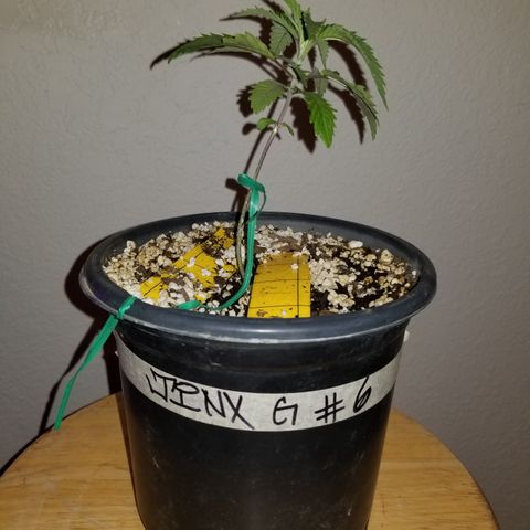 JINX G TEST GROW 2020  growlog timeline photo