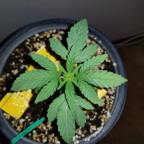 JINX G TEST GROW 2020  growlog timeline photo