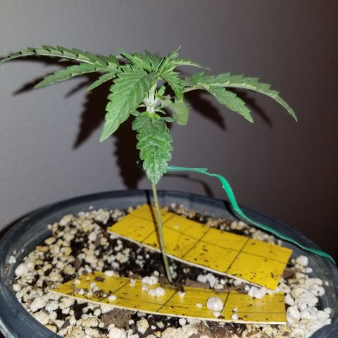 JINX G TEST GROW 2020  growlog timeline photo