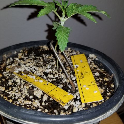 JINX G TEST GROW 2020  growlog timeline photo