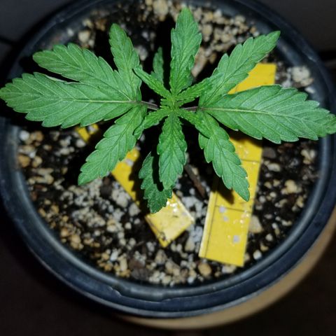 JINX G TEST GROW 2020  growlog timeline photo